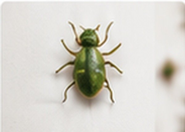 Garden beetle